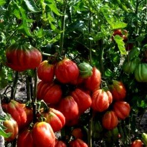 What are standard tomato varieties and which of them are considered the best among gardeners
