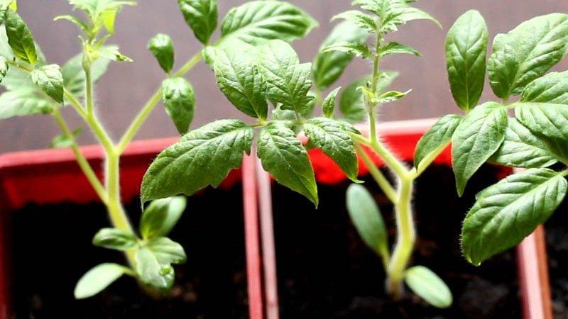 How to choose tomatoes for seedlings