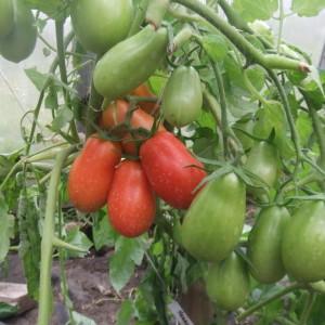 A harvestable and easy-to-grow tomato. Female happiness - photo of fruits and secrets of competent care
