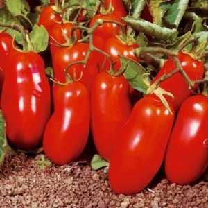 A harvestable and easy-to-grow tomato. Female happiness - photo of fruits and secrets of competent care