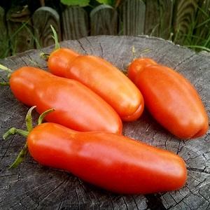 A harvestable and easy-to-grow tomato. Female happiness - photo of fruits and secrets of competent care