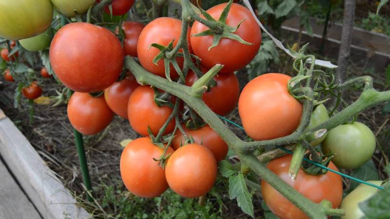Disease Resistant and Easy Care Gina's Tomato - A Practical Guide to Growing