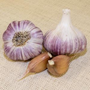 Top 30 best varieties of garlic, their photos with descriptions and help in choosing the right variety