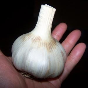 Top 30 best varieties of garlic, their photos with descriptions and help in choosing the right variety