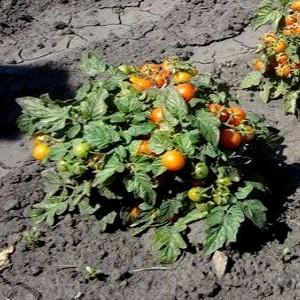 How to grow Clusha tomatoes