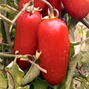How to care for a tomato Petrusha gardener