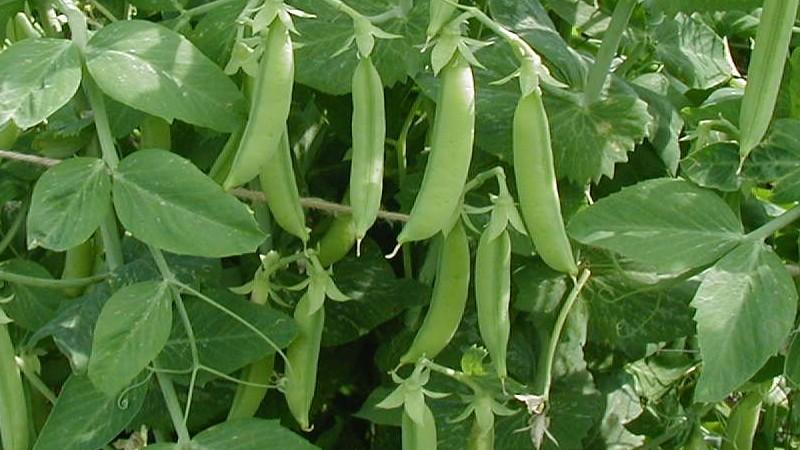 Features of growing green peas