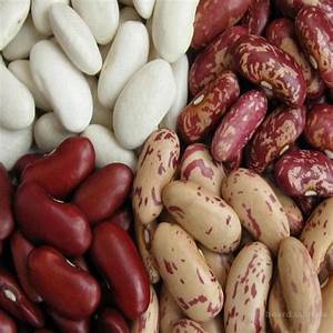 How to grow beans at home: a step-by-step guide