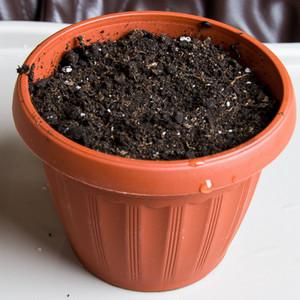 How to grow beans at home: a step-by-step guide