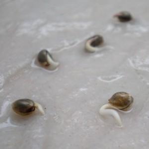 How to grow beans at home: a step-by-step guide