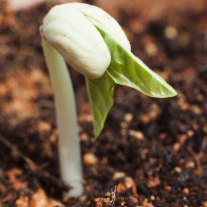How to grow beans at home: a step-by-step guide