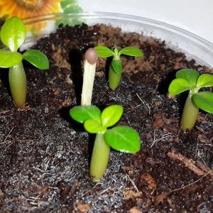 How to grow beans at home: a step-by-step guide