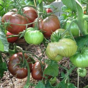 Features of growing and caring for black Bison tomato