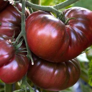 Features of growing and caring for black Bison tomato