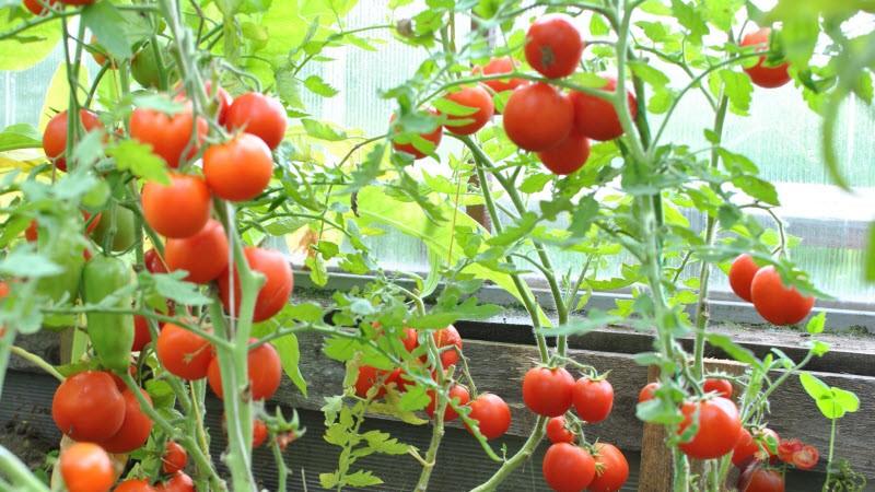 Features of growing tomatoes Sanka