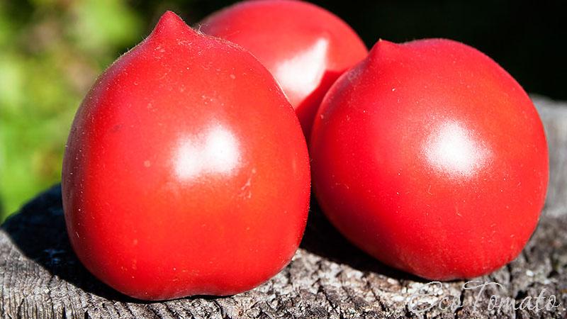 A whole palette in the garden in one variety - De Barao tomato and the secrets of its cultivation