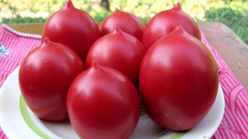 A whole palette in the garden in one variety - De Barao tomato and the secrets of its cultivation