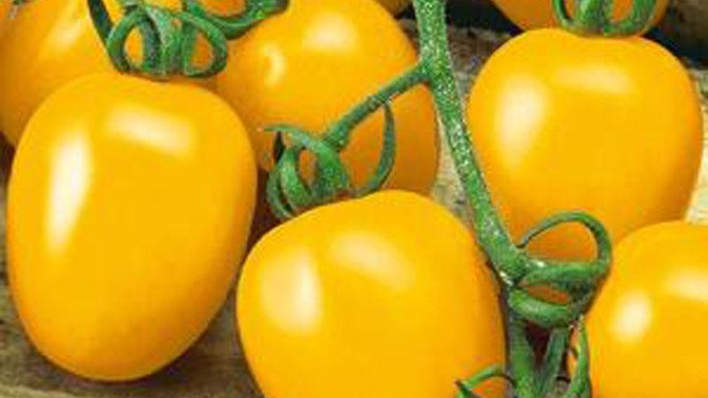 A whole palette in the garden in one variety - De Barao tomato and the secrets of its cultivation