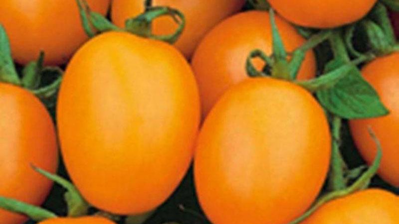 A whole palette in the garden in one variety - De Barao tomato and the secrets of its cultivation