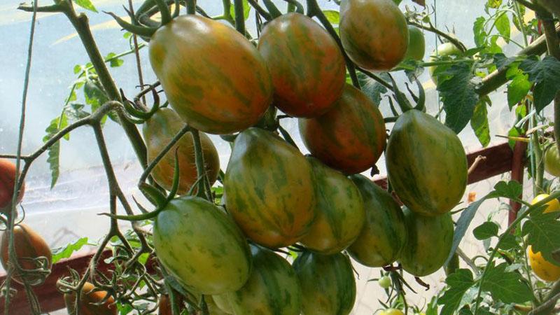 A whole palette in the garden in one variety - De Barao tomato and the secrets of its cultivation