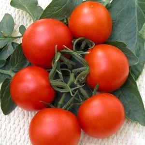 Bunches of bright red fruits, as in the picture: Verliok's tomato - garden decoration