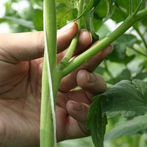 Bunches of bright red fruits, as in the picture: Verliok's tomato - garden decoration