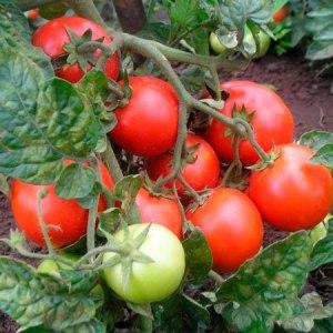 Bunches of bright red fruits, as in the picture: Verliok's tomato - garden decoration