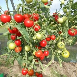 Bunches of bright red fruits, as in the picture: Verliok's tomato - garden decoration