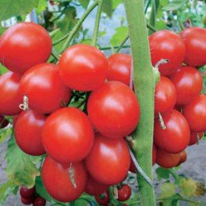 Bunches of bright red fruits, as in the picture: Verliok's tomato - garden decoration