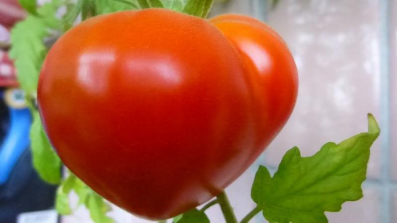 Giving a bountiful harvest of delicious tomatoes, Budenovka tomato - we grow it ourselves on the site or in the greenhouse
