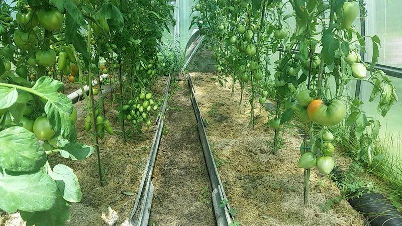Giving a bountiful harvest of delicious tomatoes, Budenovka tomato - we grow it ourselves on the site or in the greenhouse