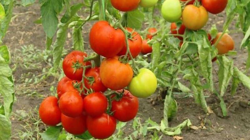 Pros and cons of hybrid tomato Snowman F1