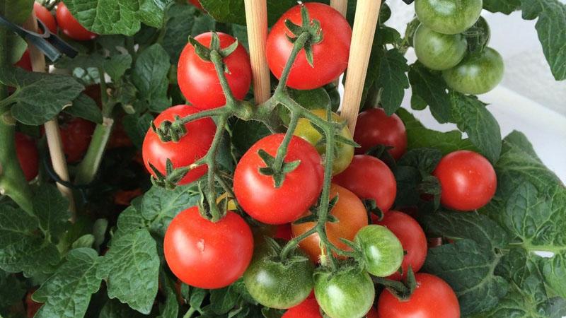 Features of agricultural technology of the Money Bag variety for a better harvest