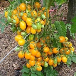 A tomato that looks like a lemon will not leave anyone indifferent: the Wonder of the World tomato and the method of its cultivation