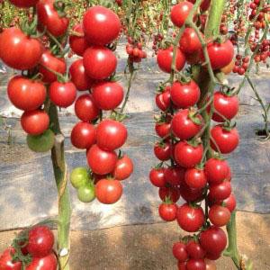 Why Cherry Tomatoes Are So Good