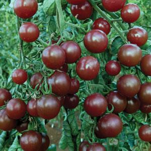 Why Cherry Tomatoes Are So Good