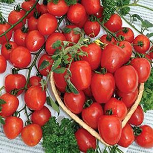 Why Cherry Tomatoes Are So Good
