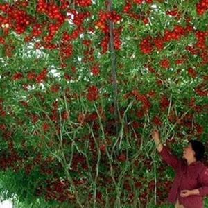 Why Cherry Tomatoes Are So Good