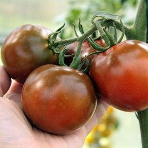 Spectacular look and unusual taste: Kumato tomatoes and the secrets of their cultivation