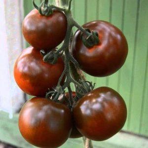 Spectacular look and unusual taste: Kumato tomatoes and the secrets of their cultivation