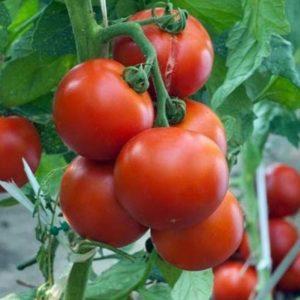 How to feed tomatoes during flowering in a greenhouse and fruiting