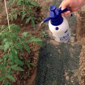 How to feed tomatoes during flowering in a greenhouse and fruiting