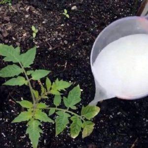 How to feed tomatoes during flowering in a greenhouse and fruiting