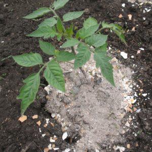 How to feed tomatoes during flowering in a greenhouse and fruiting