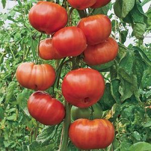 Advantages and disadvantages of the Raspberry Elephant variety