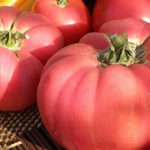 Advantages and disadvantages of the Raspberry Elephant variety