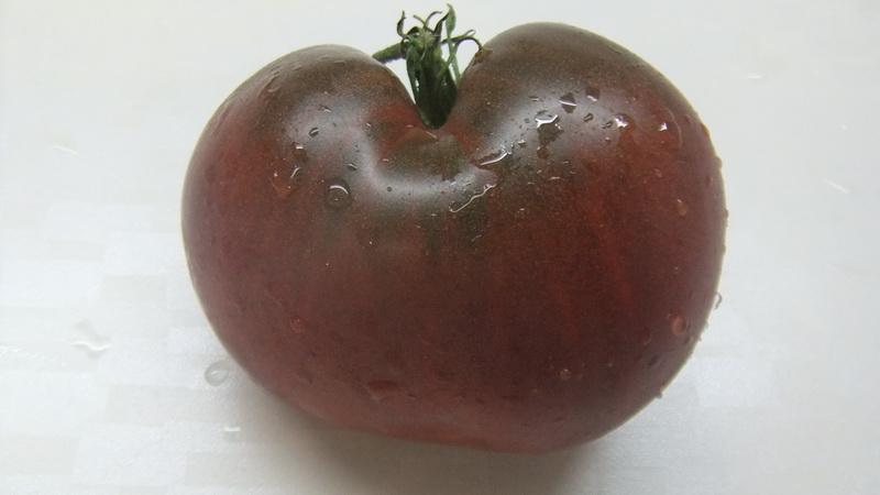 How to grow a black elephant tomato