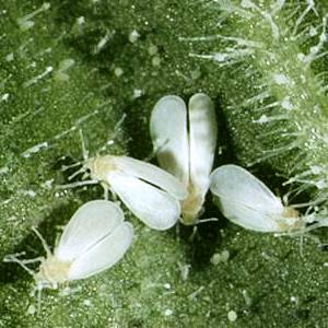 How to deal with tomato pests