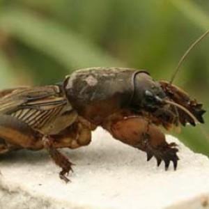How to deal with tomato pests