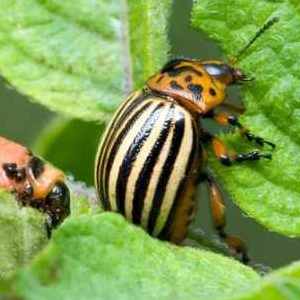 How to deal with tomato pests